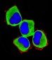MAP3K13 (LZK) Antibody
